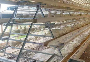 Full set of chicken and rabbit cages revealed: cage +food trough+water dispenser+foot pad！